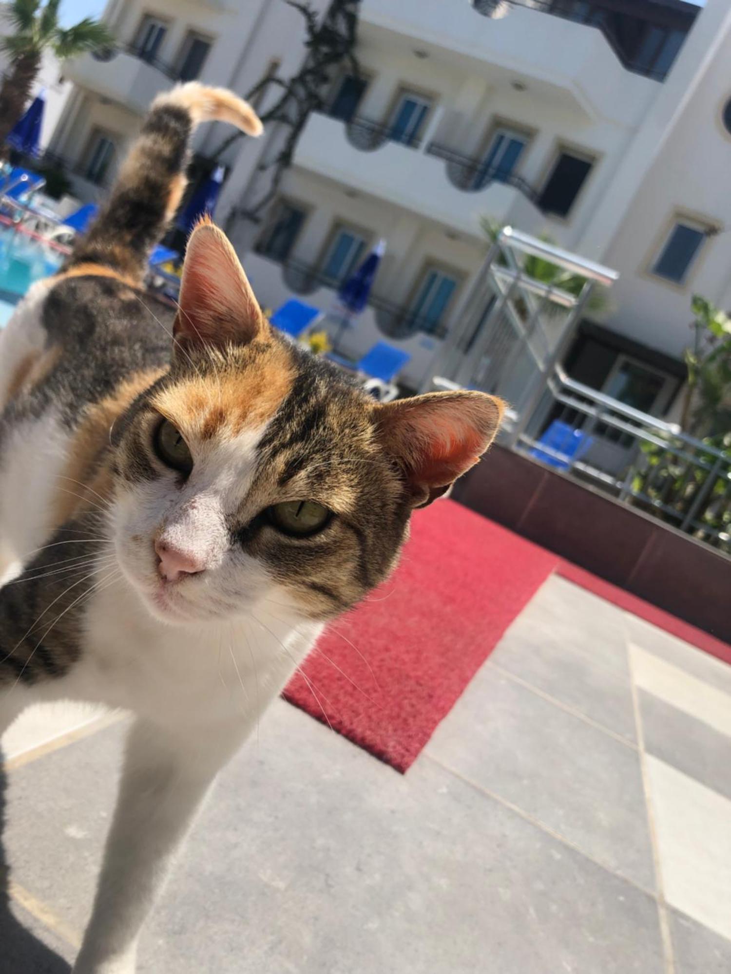 Palmiye Apart Otel Bodrum Exteriér fotografie